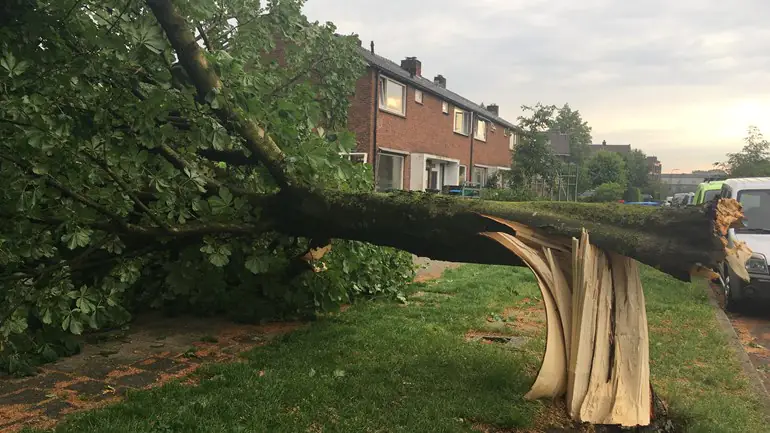 Een omgewaaide boom in Rheden Foto Omroep Gelderland