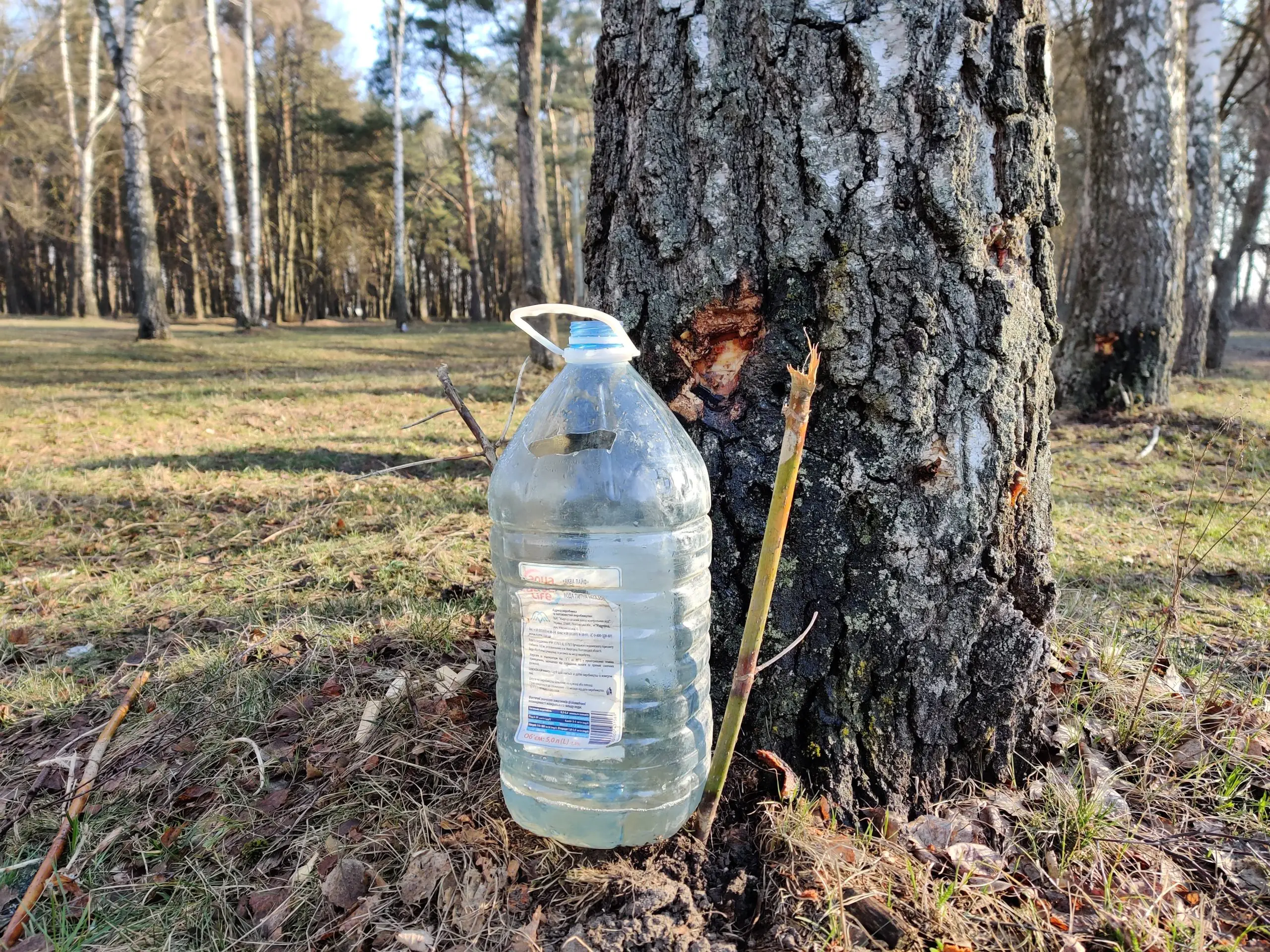 IMG 20210406 080533 scaled