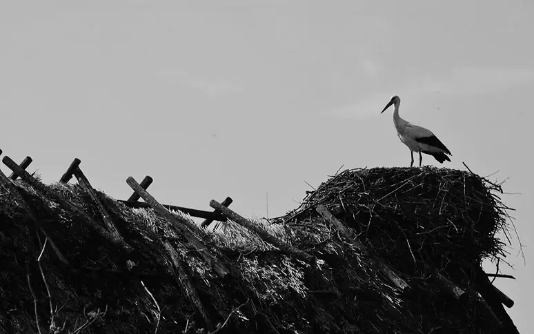 50195230327 8aef8aba43 c