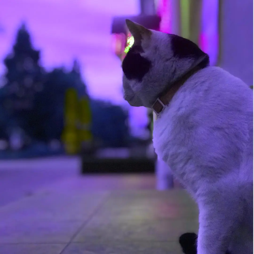 31752478 444790925945170 6814564814581399552 n