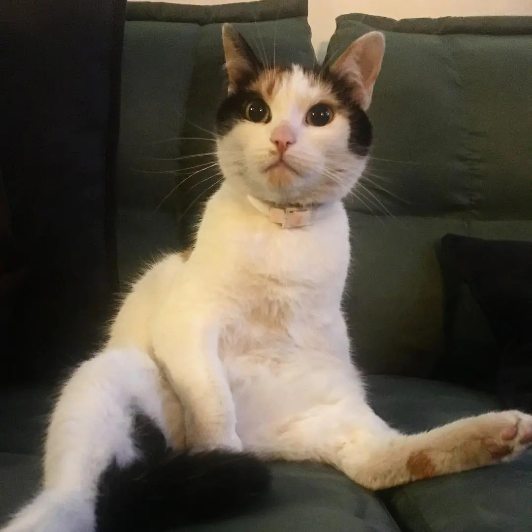 38002432 1710036209094874 7068412500059881472 n