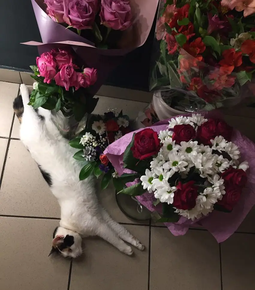 47440298 2139376122792357 6450172477633372429 n