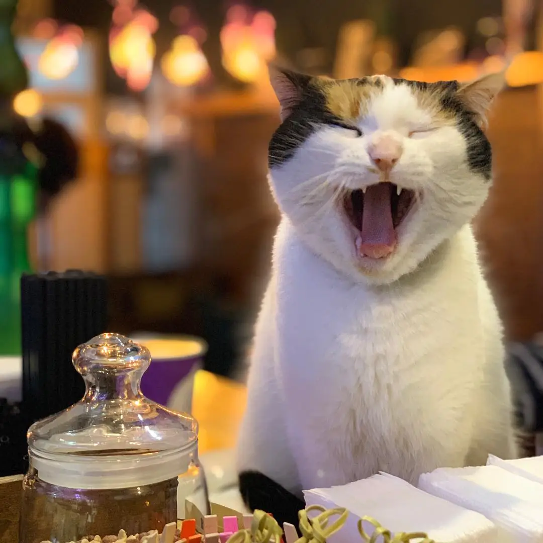 56208456 320361691960254 4262872713741690771 n