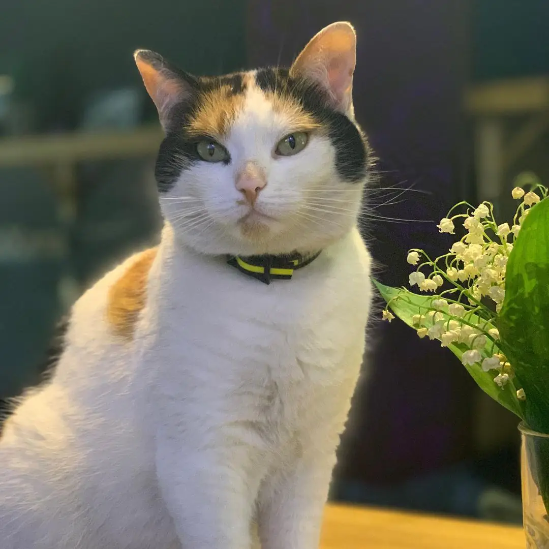 60726725 287718665438240 6749793176332191746 n