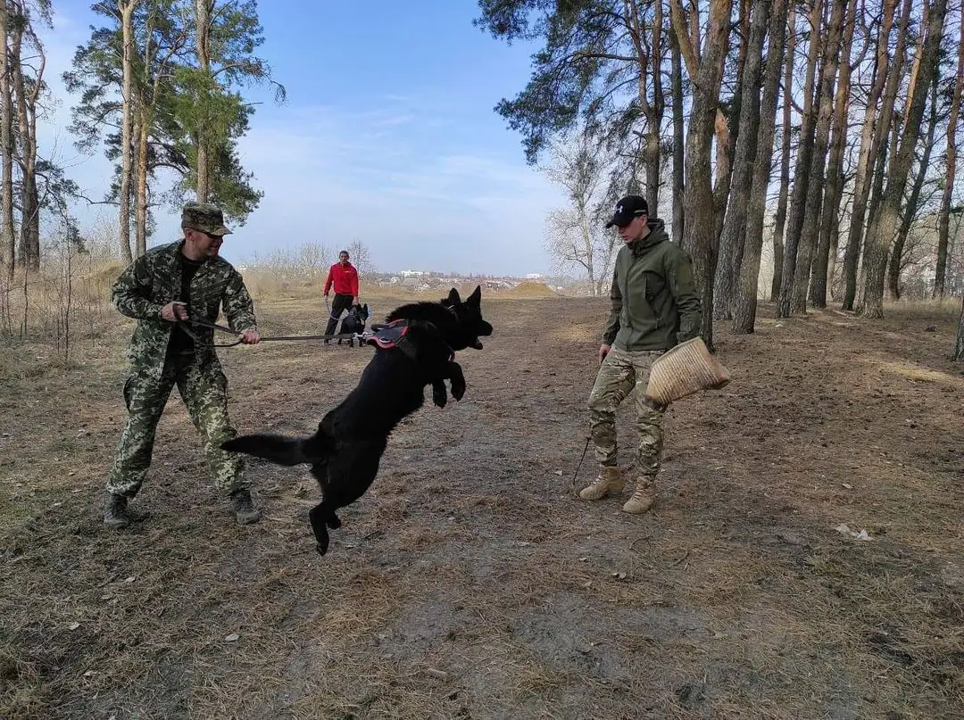 170653003 125875569521347 4109515198768841485 n