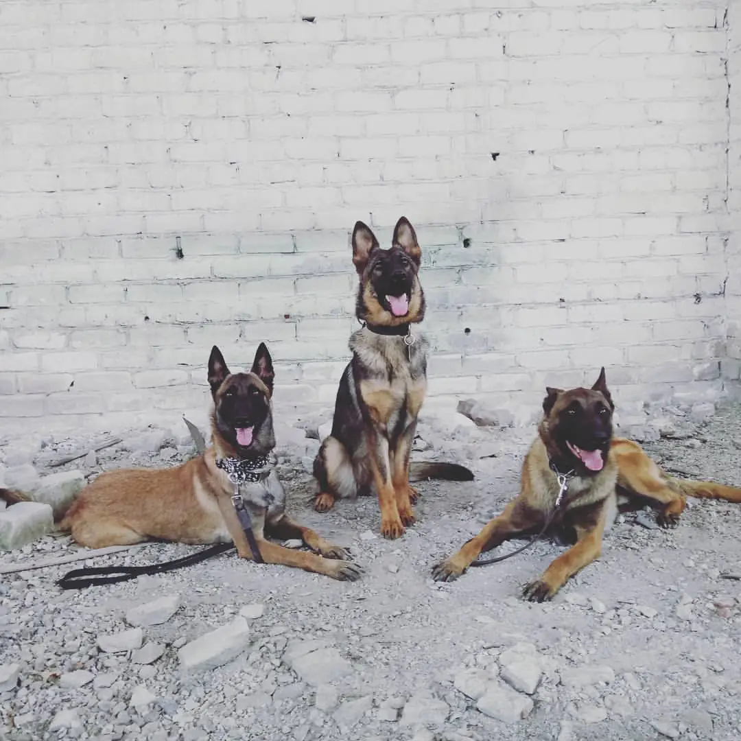 20819592 1959729954309915 3386748940005186835 o