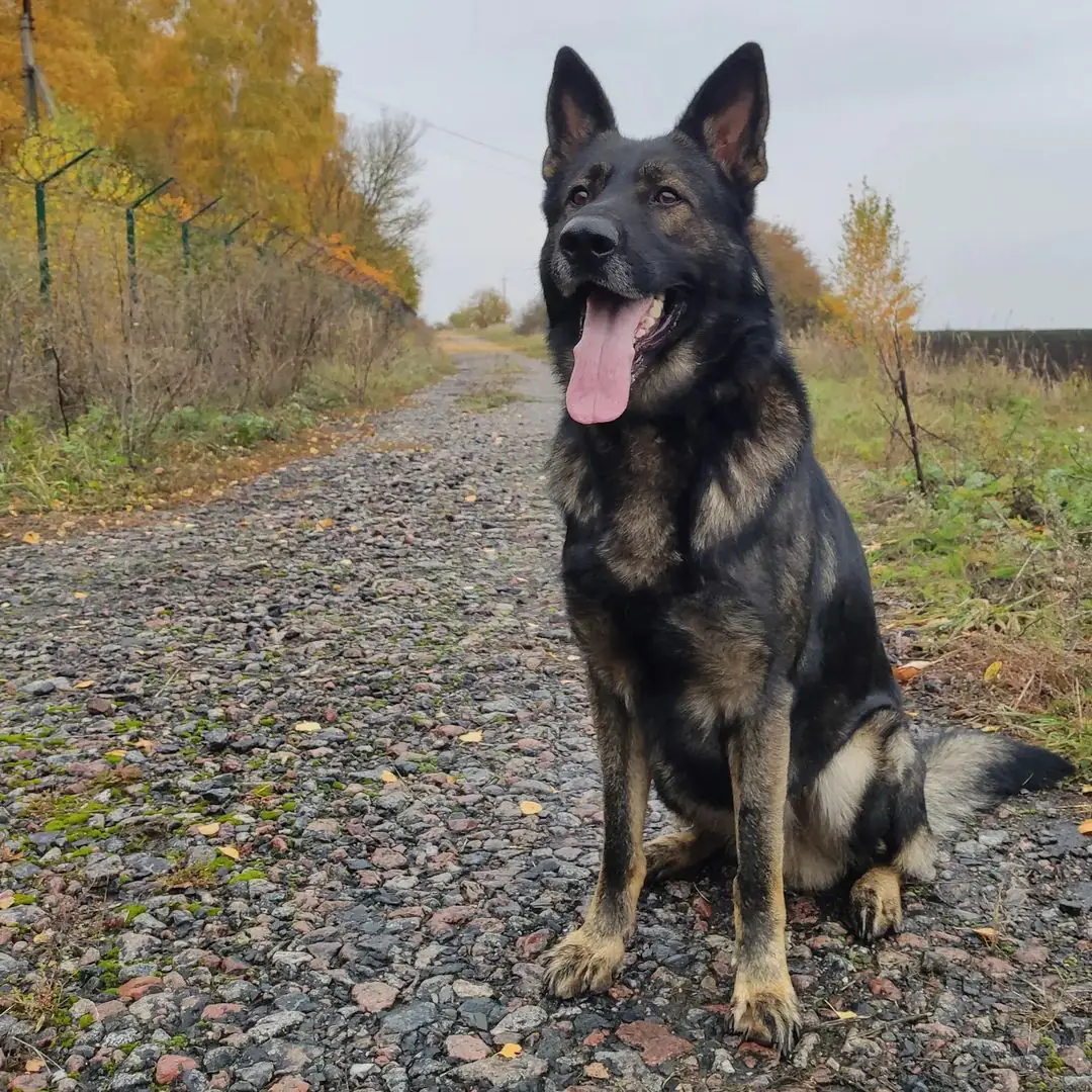 245841143 573056720419945 913557908259885397 n.webp