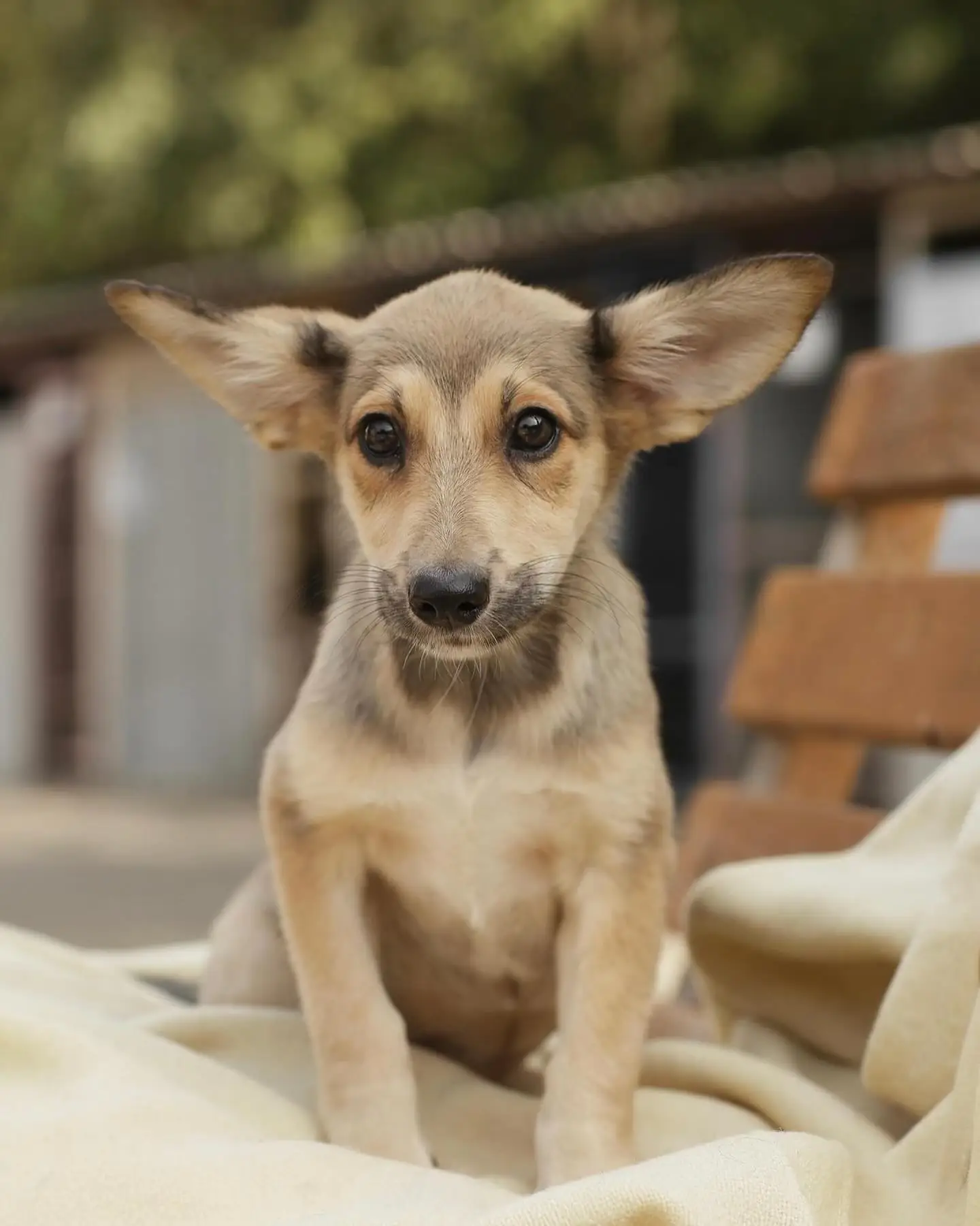 461606687 868454842065697 2444719226431992846 n 461606687 868454842065697 2444719226431992846 n