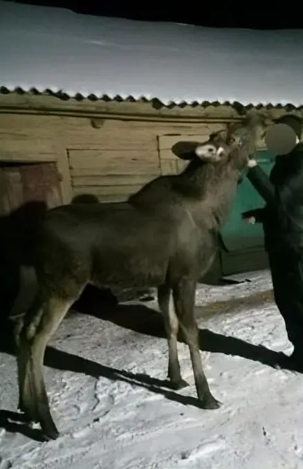 Звільнений лось iSM