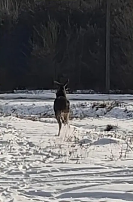 Звільнений лось iiva