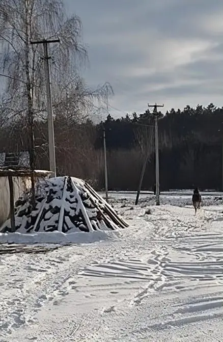 Звільнений лось upscalemedia transformed3