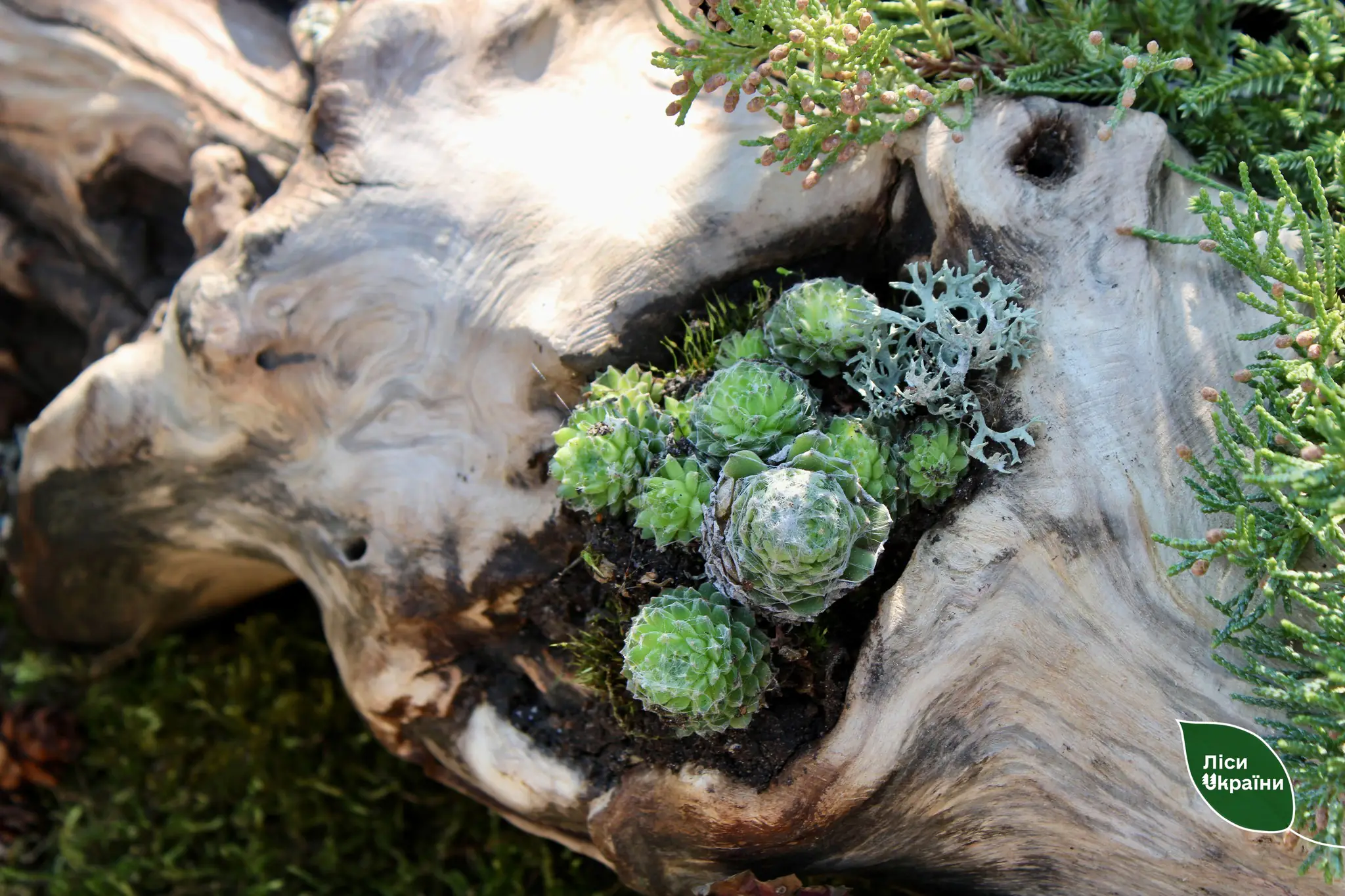 489960027 647264628269045 4082926985655552314 n 489960027 647264628269045 4082926985655552314 n