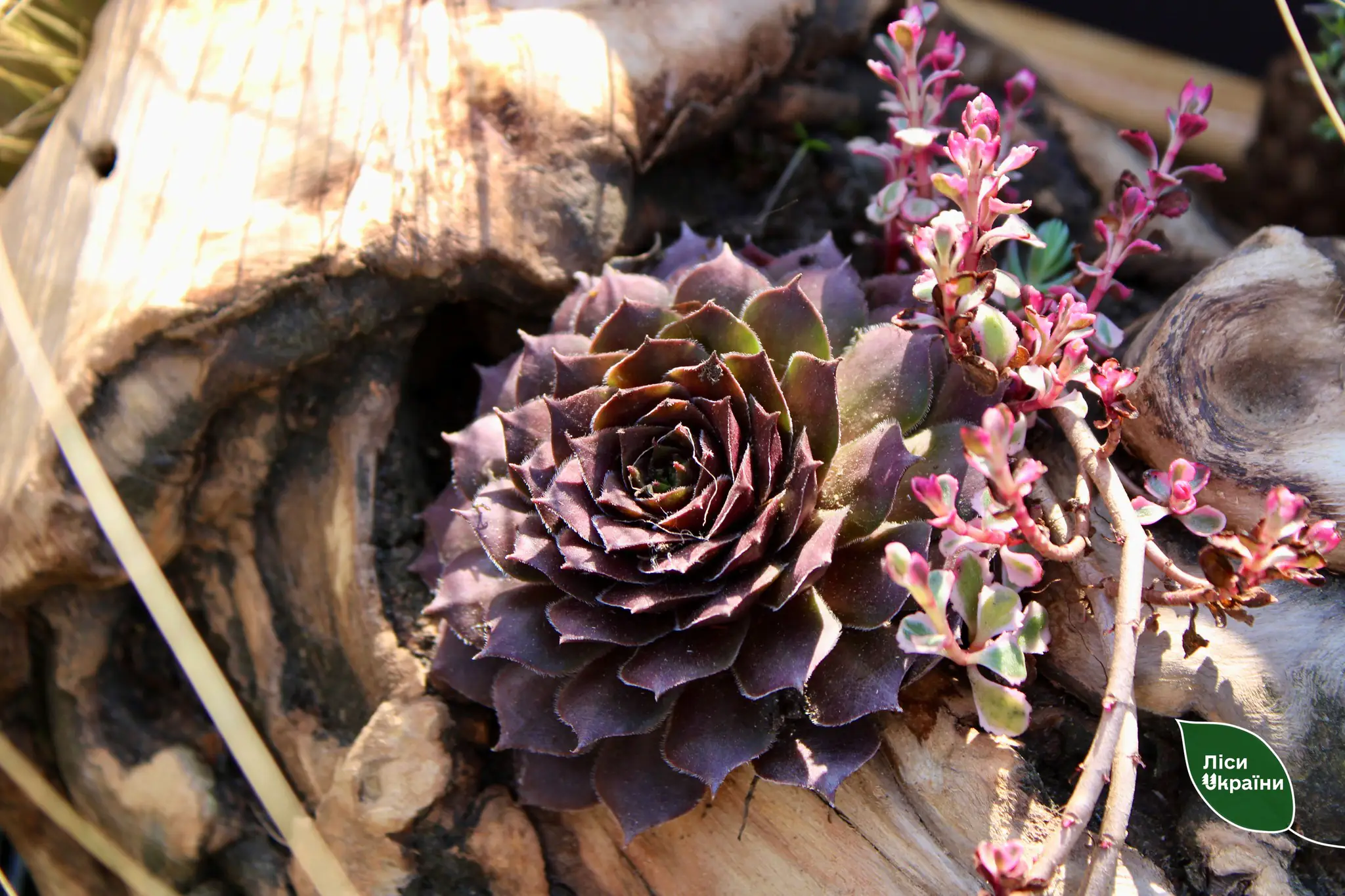 490712644 647273378268170 4255632752452152958 n 490712644 647273378268170 4255632752452152958 n