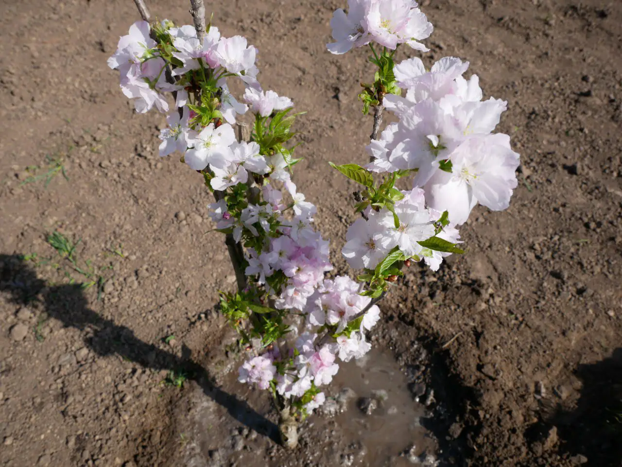 492465375 1148624133947040 3201144903019429873 n