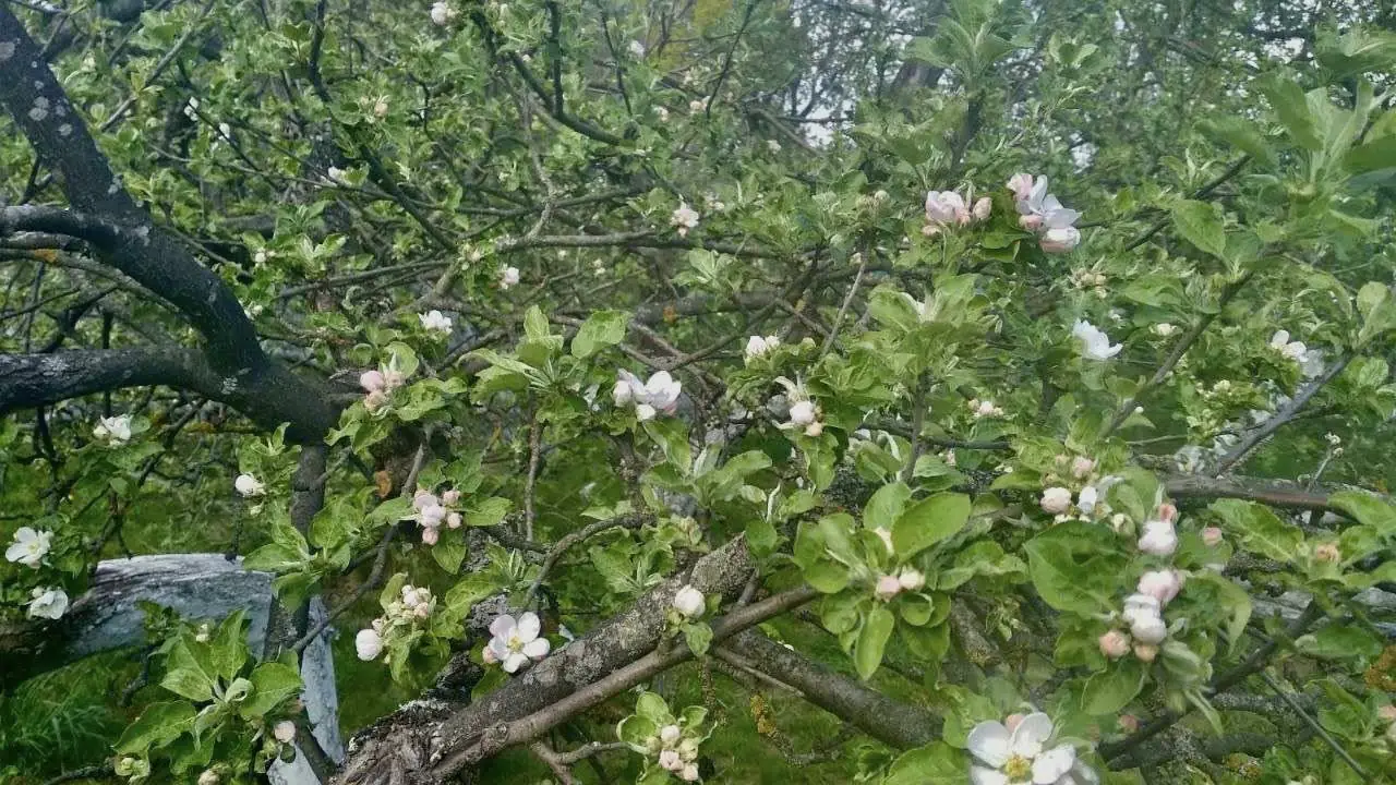 492696920 9747774088671750 3733159032878070557 n 492696920 9747774088671750 3733159032878070557 n