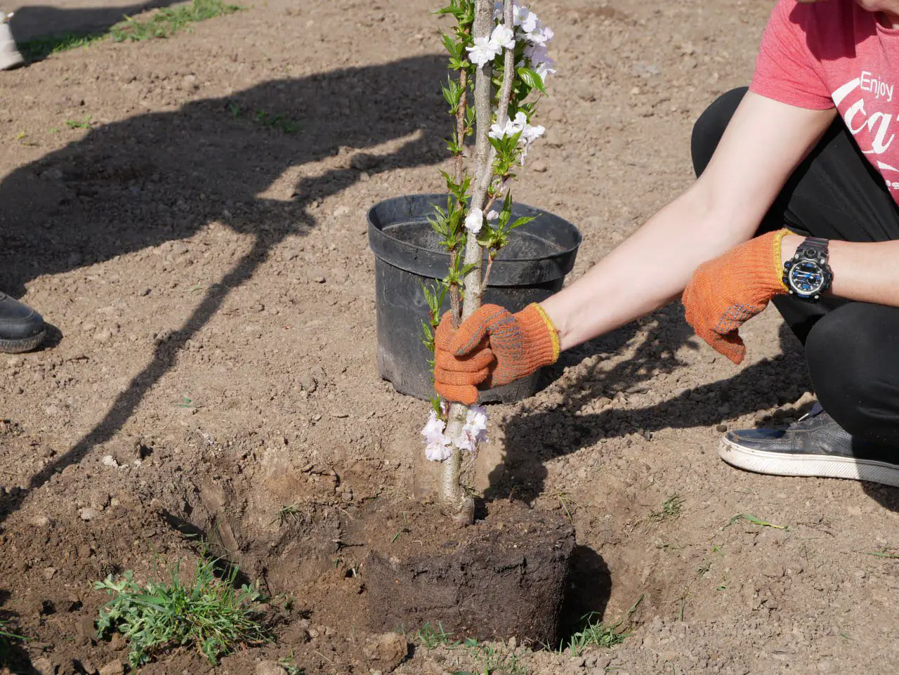 492884158 1148624010613719 6517734770739223443 n