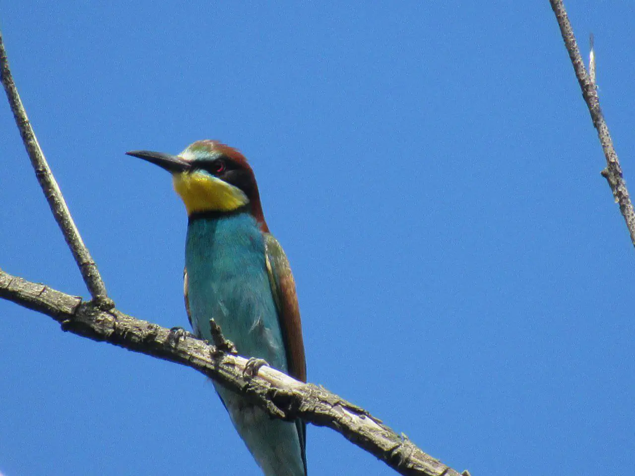 bdzholoidka zvychayna 1 bdzholoidka zvychayna 1