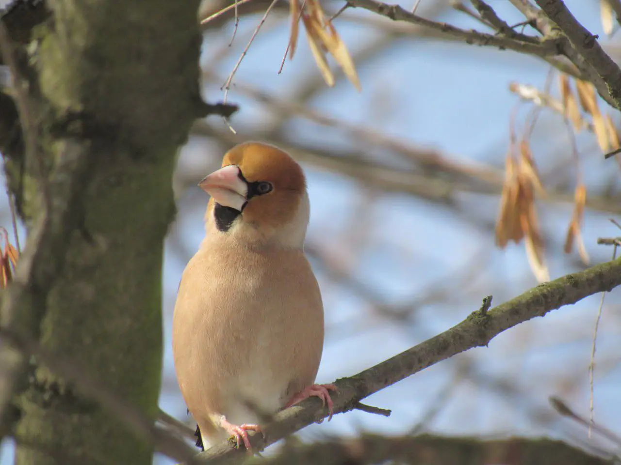костогриз костогриз
