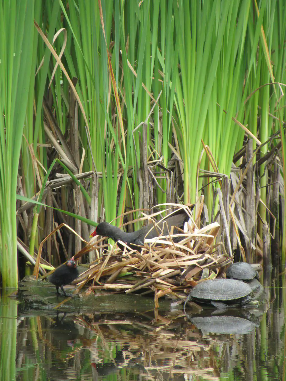 курочка водяна курочка водяна