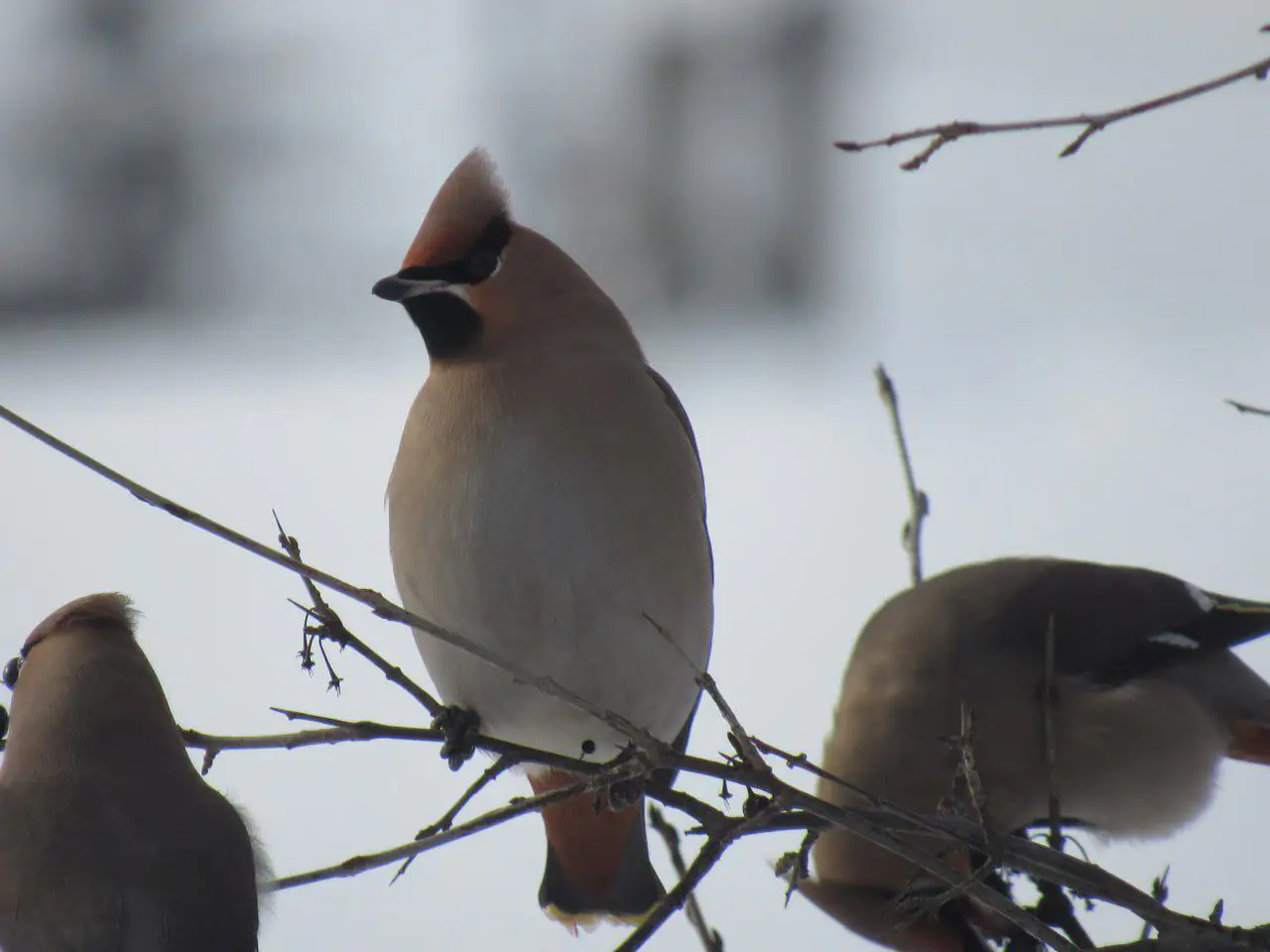 омелюх омелюх