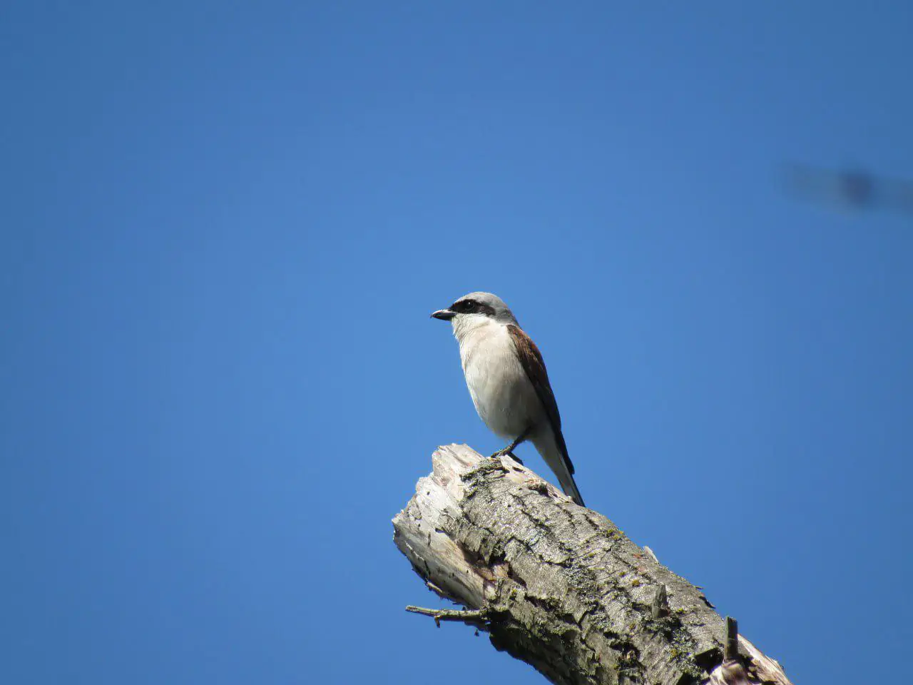 сорокопуд терновий сорокопуд терновий