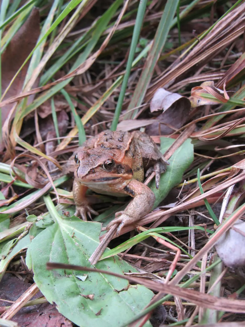 жаба трав'яна жаба трав'яна