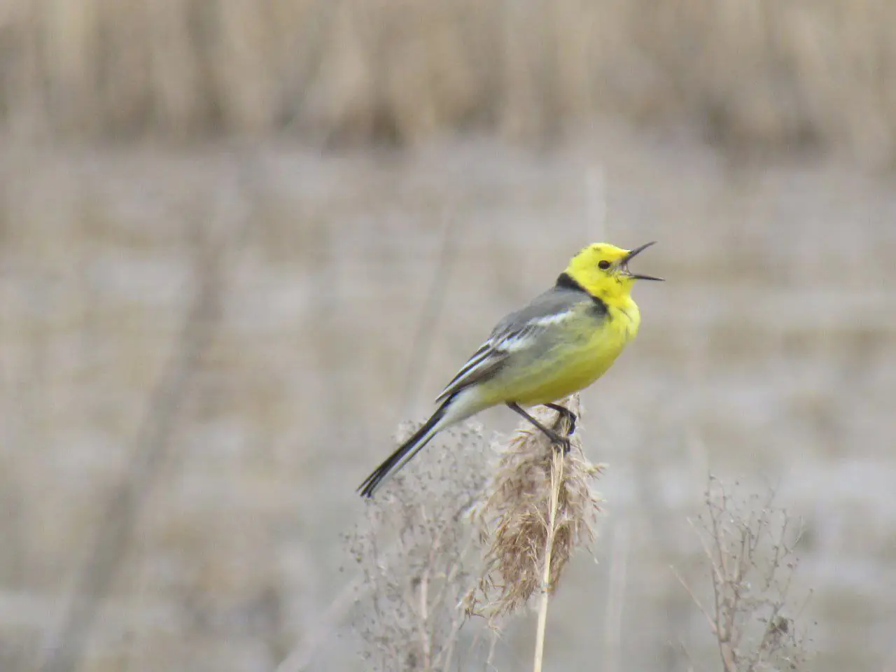 жовтоголова плиска жовтоголова плиска