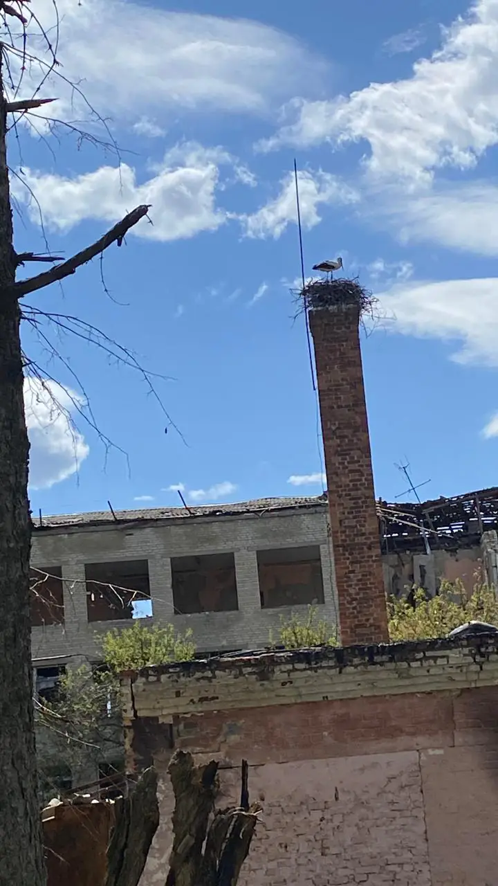 leleche gnizdo 2025 leleche gnizdo 2025