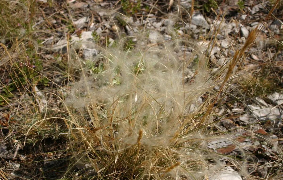 Stipa pennata fruiting Stipa pennata fruiting