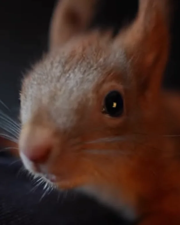 Znimok ekrana 2025 06 12 153205 Znimok ekrana 2025 06 12 153205