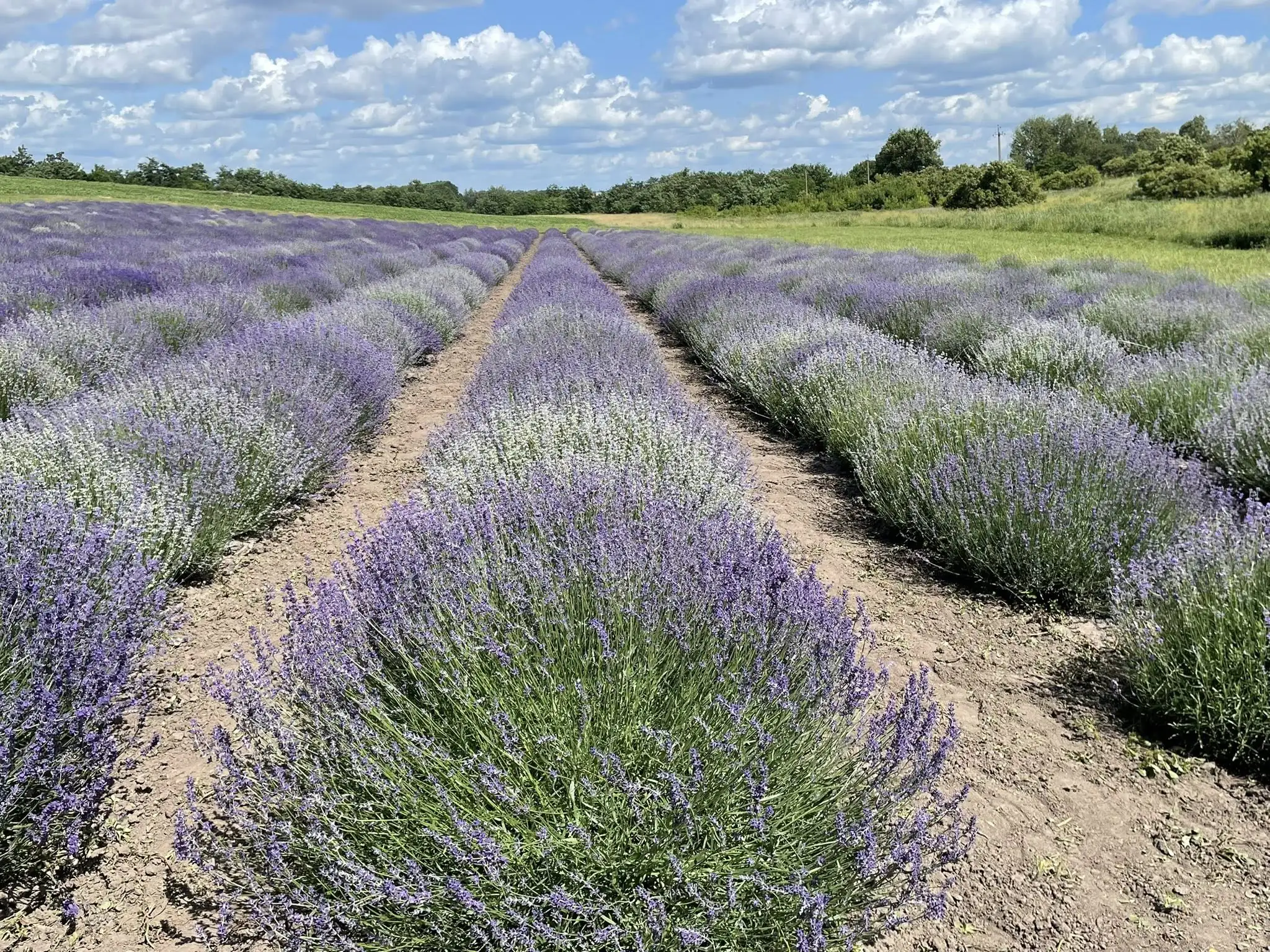 514360396 30164864333129302 2293391481192134090 n