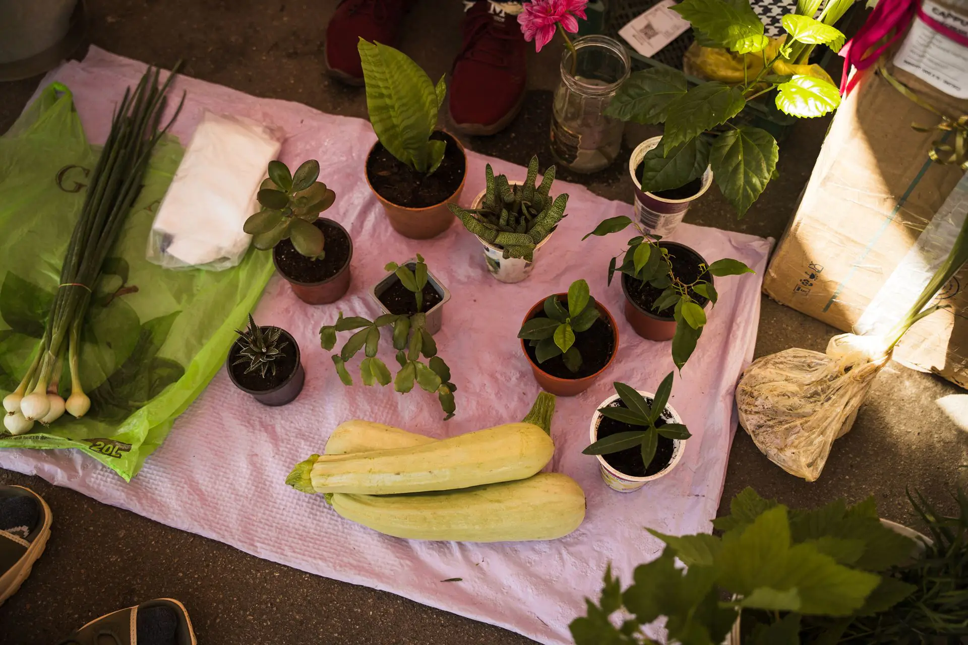 ESH 48 Сукуленти продають у Сумах на ринку