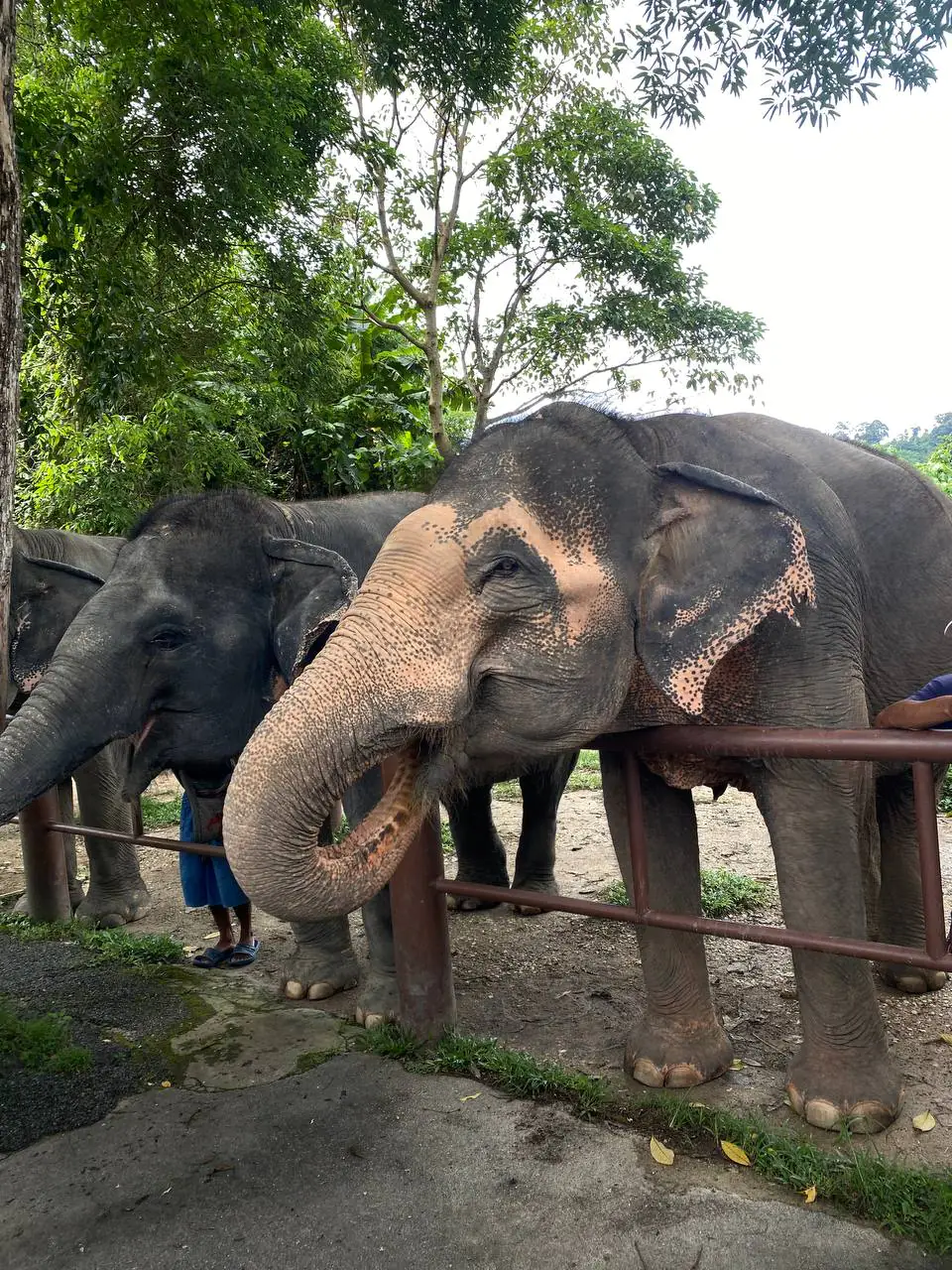 Таїланд, Коліжанка. Фото Анжеліка Александрова (1)