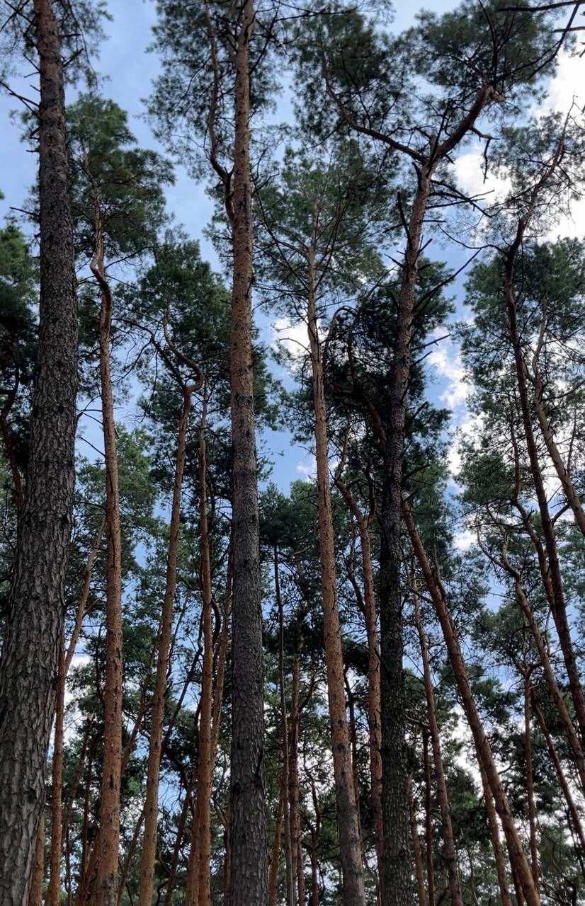 Сосновий ліс на Басах