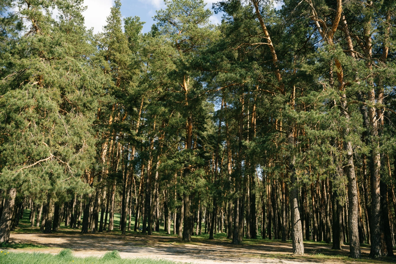 Басівський парк забруднений