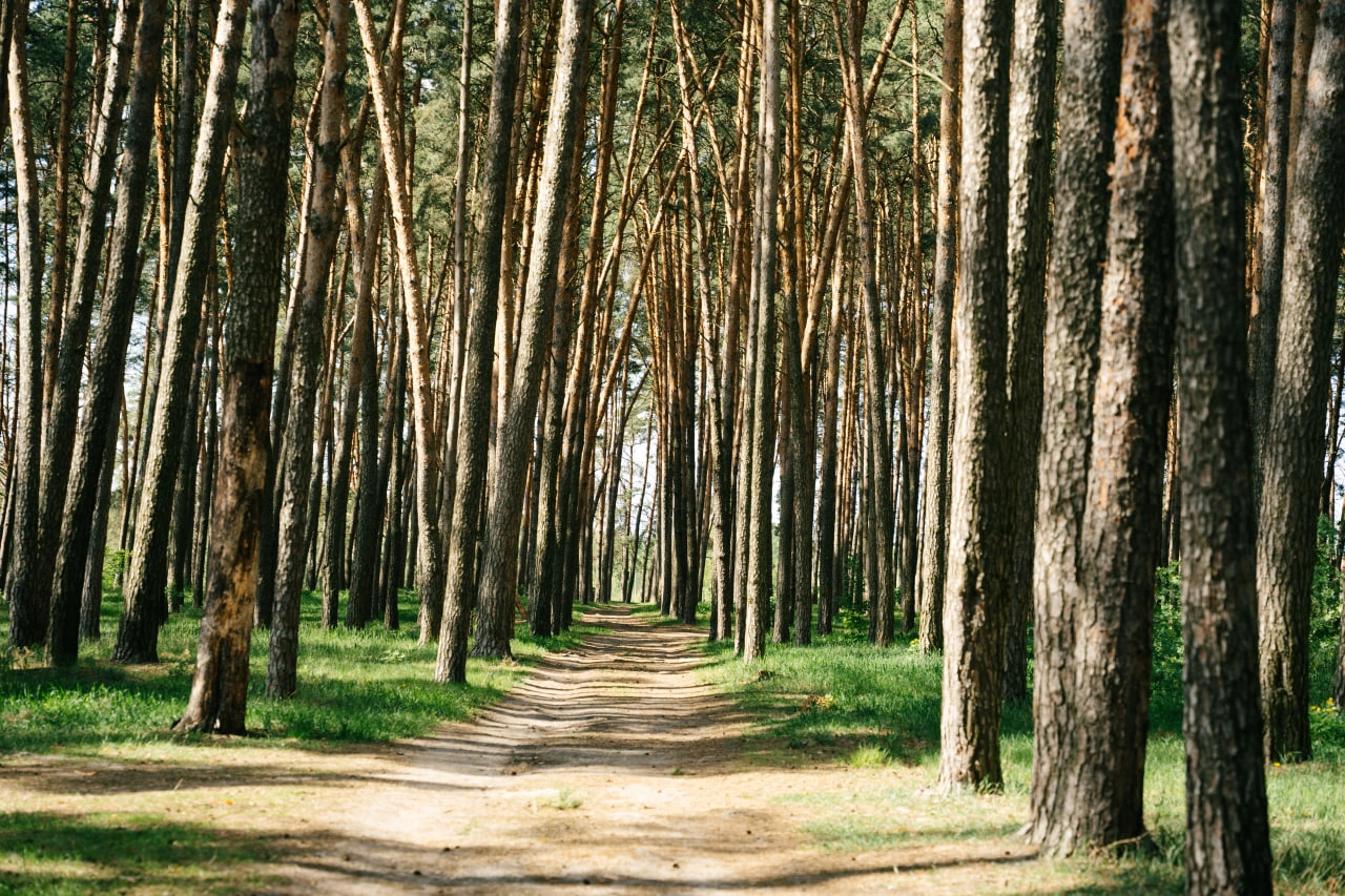 Сосновий ліс на Басах