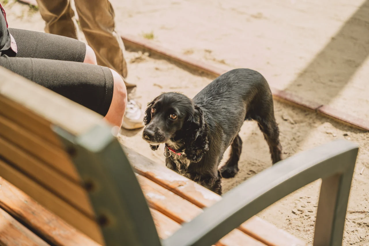 Песик на студентському пляжі в Сумах