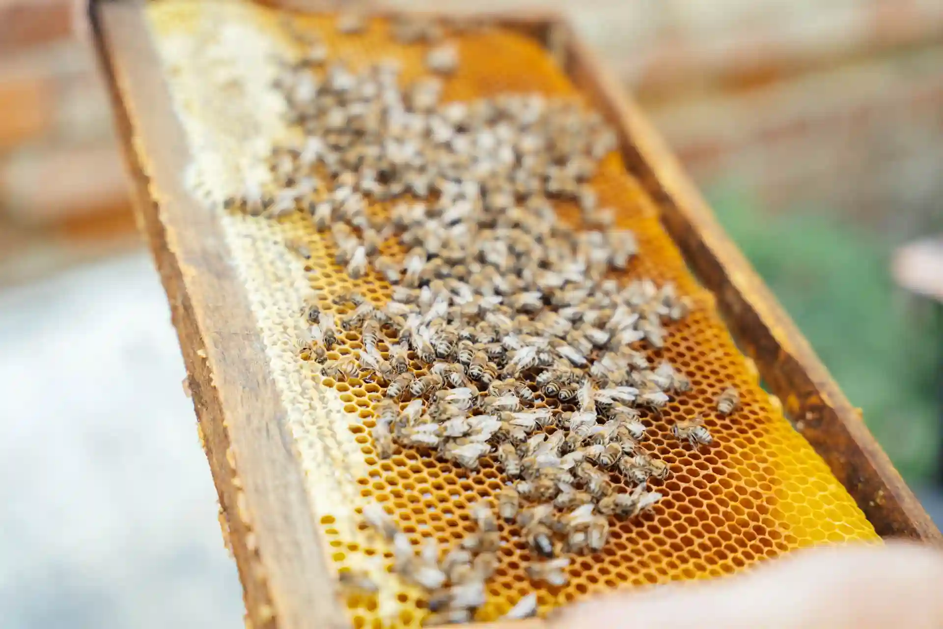 Бджоли на сотах