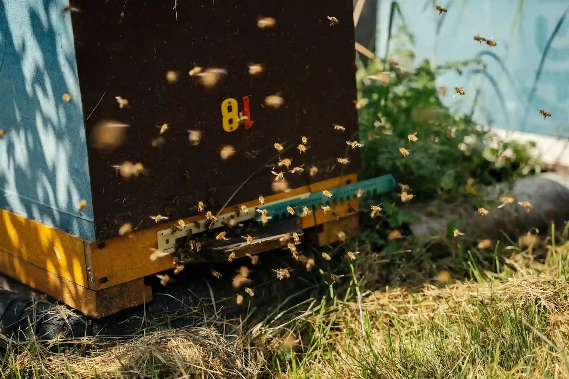 Бджоли літають біля вулика