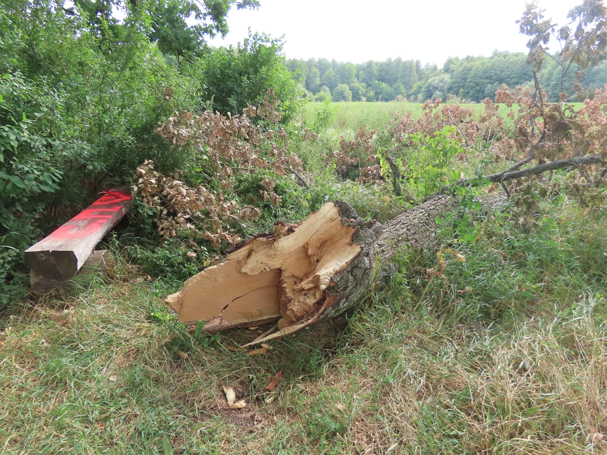 dub polomany поломане гілля дубу на Роменщині
