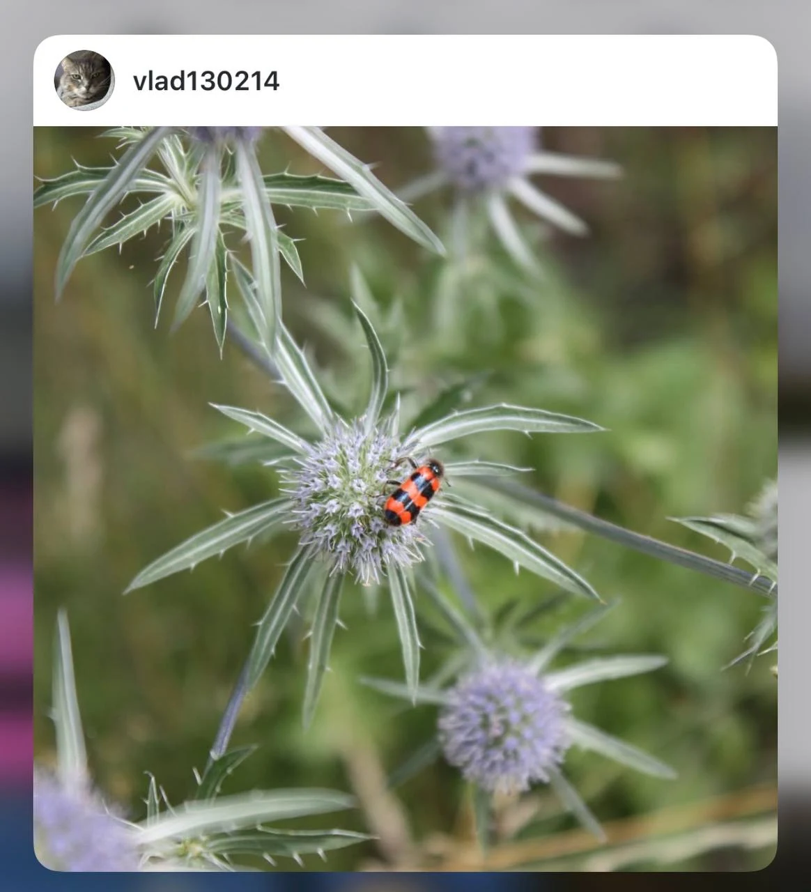 Комаха на квітці