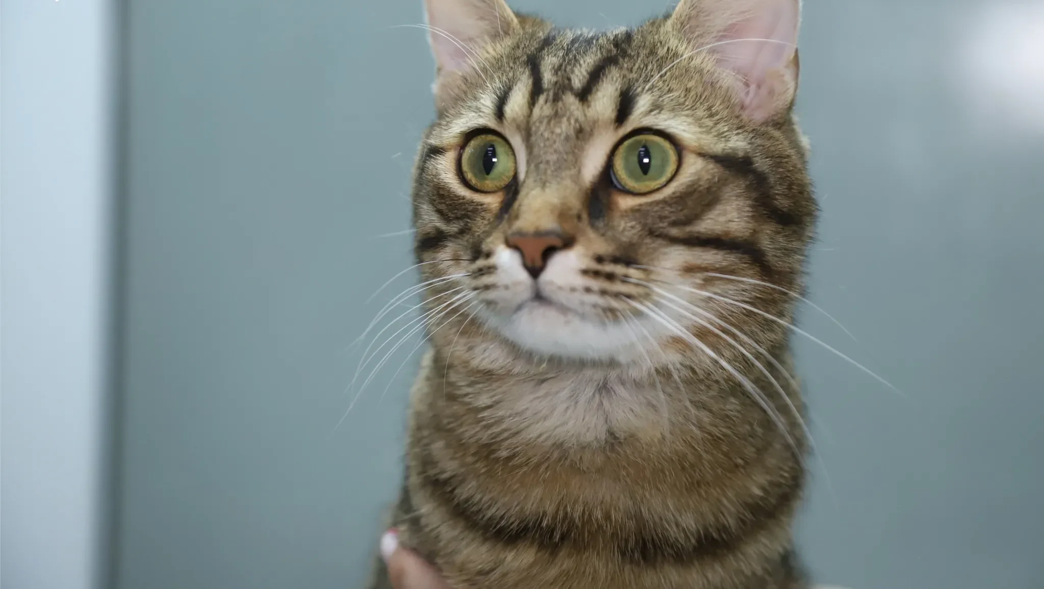 Кіт у ветеринарній клініці