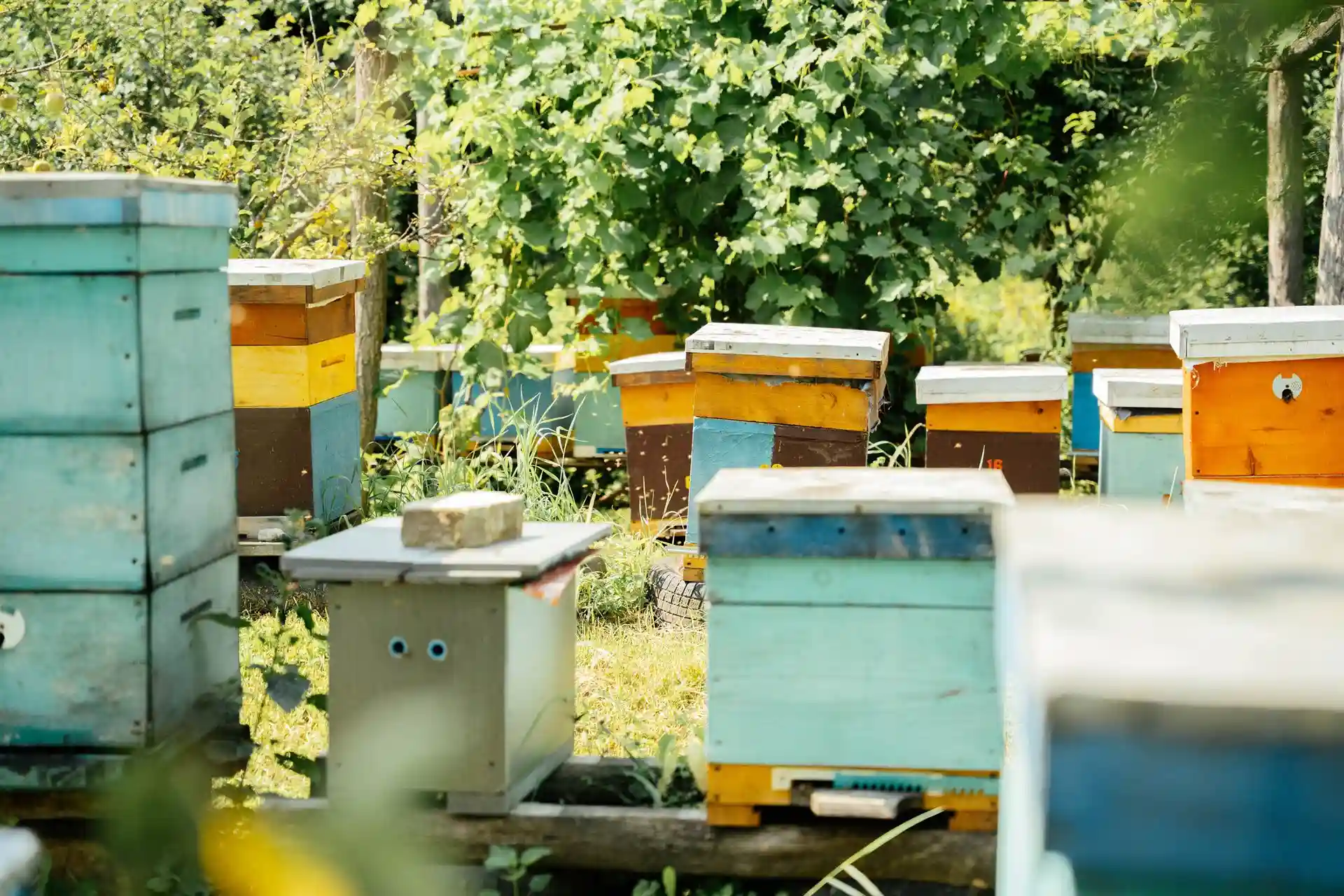 Пасіка в селі