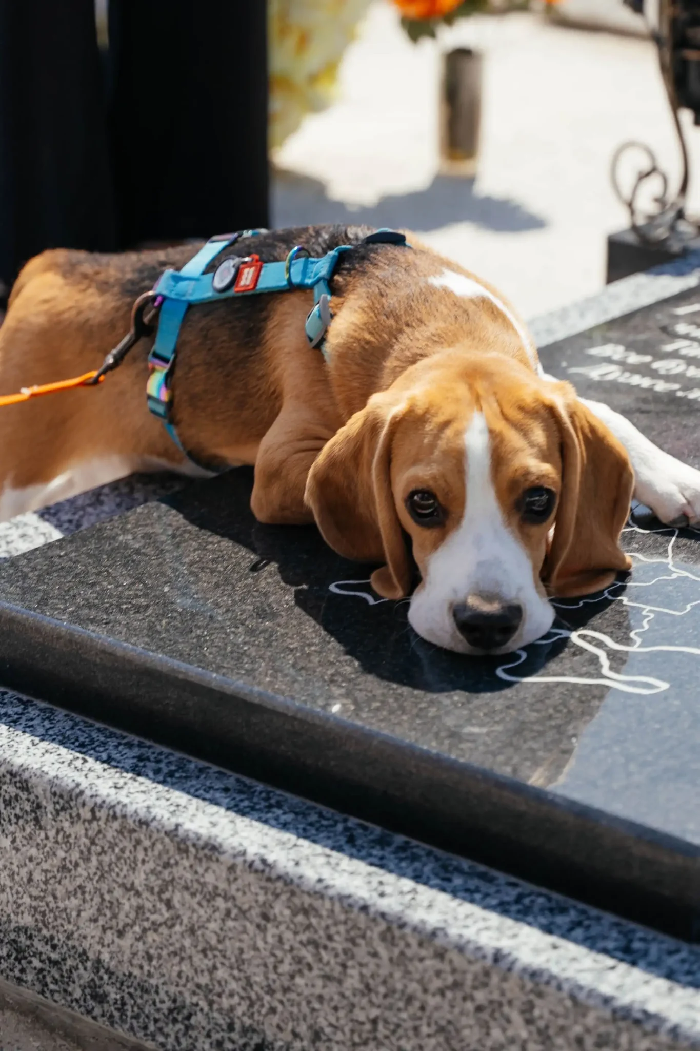 Собака тулиться до могили воїна
