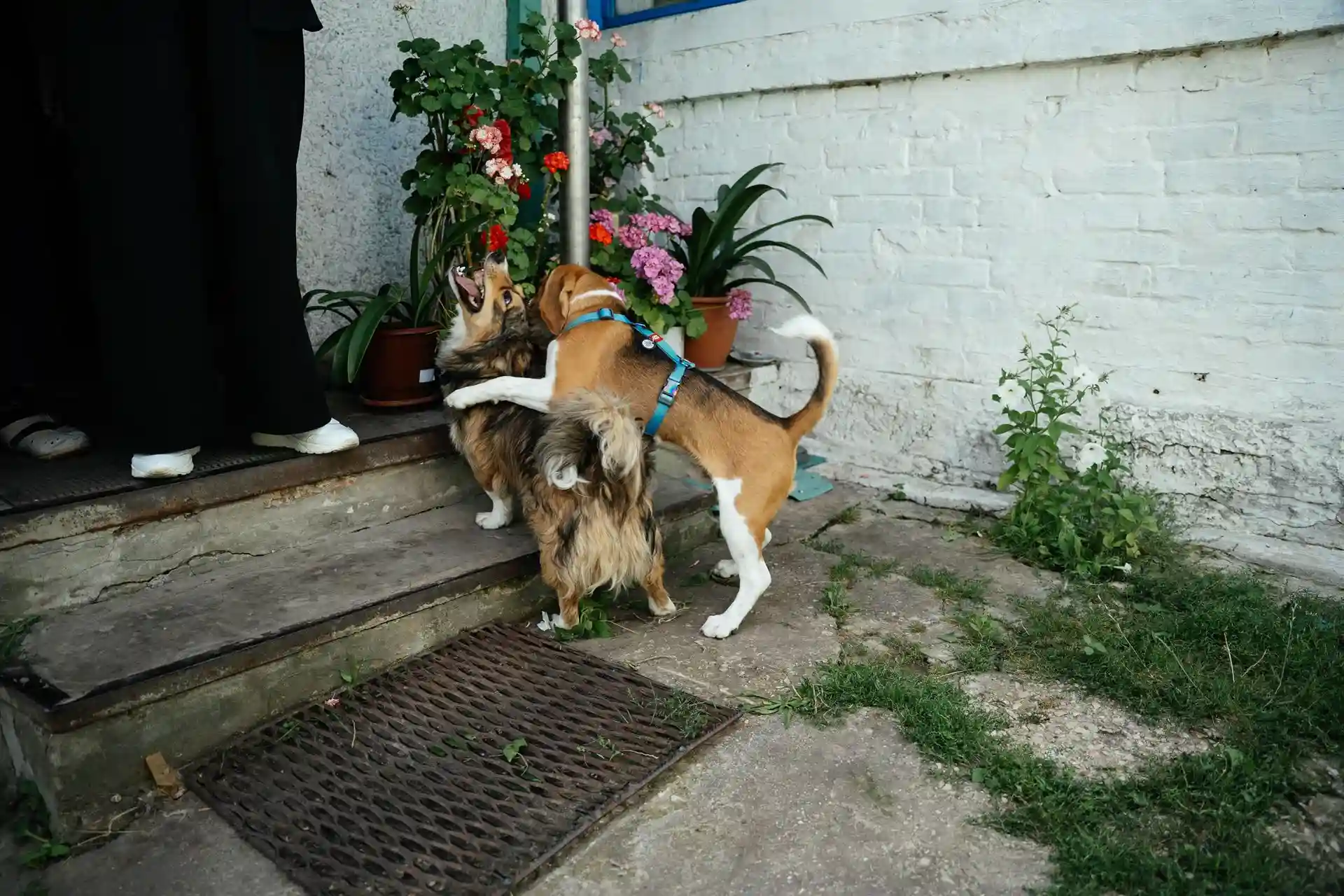 Собаки граються у дворі