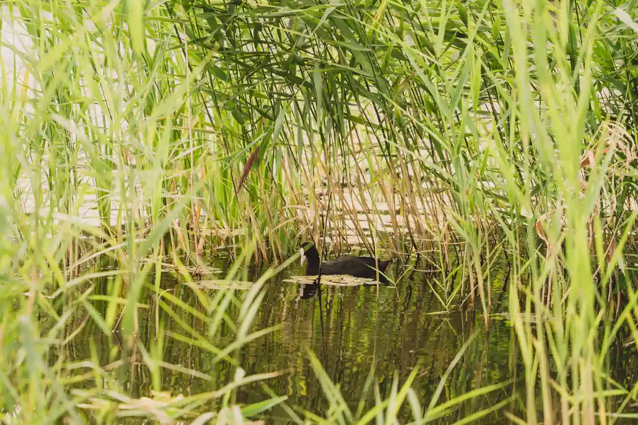 Пляж біля річки Псел в Сумах
