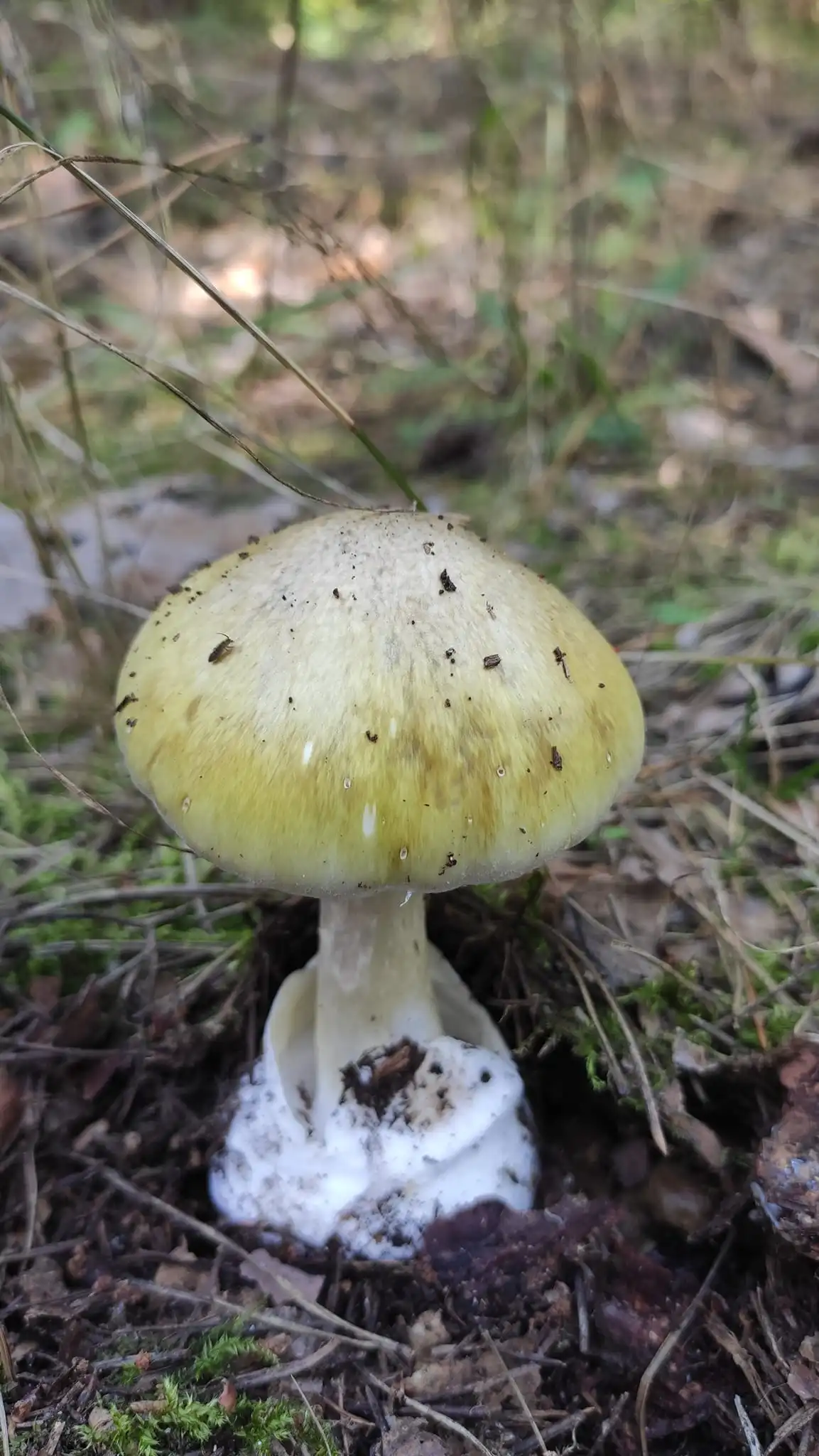 blida pohanka sumska oblast blida pohanka sumska oblast