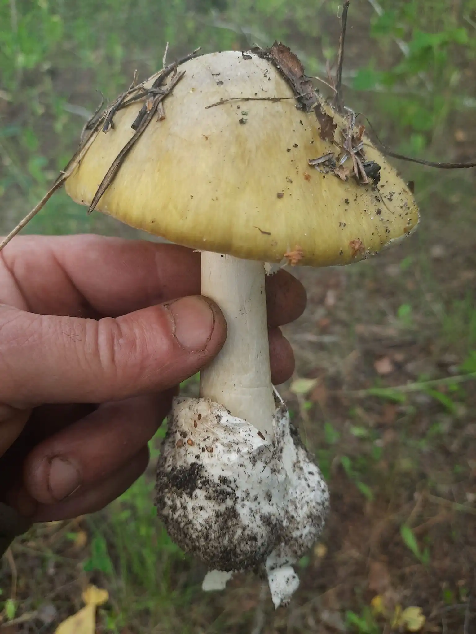 blida pohanka blida pohanka