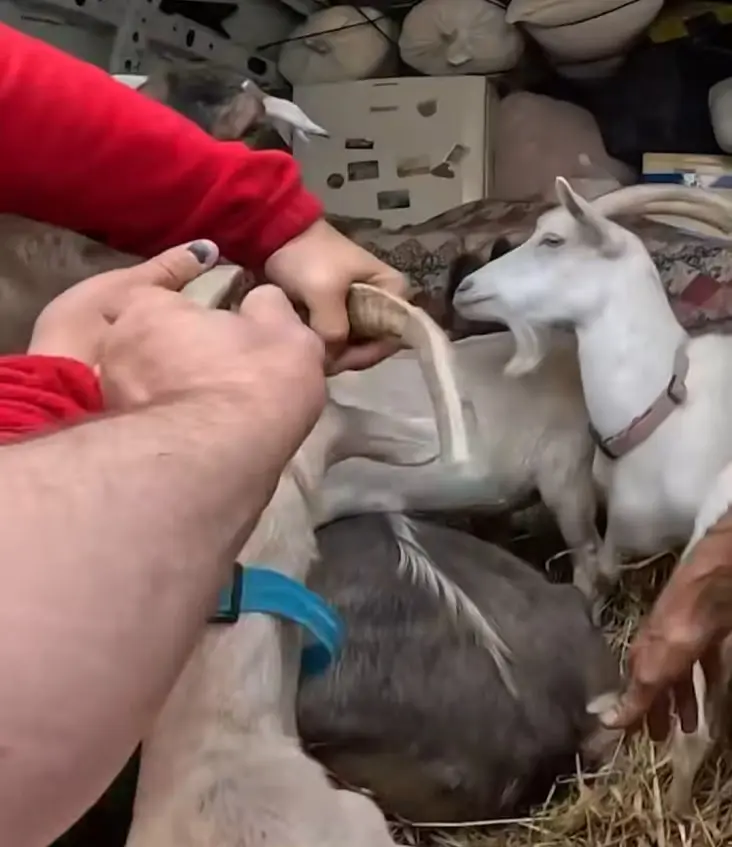 Червоний Хрест вивозить 10 кіз на Сумщині