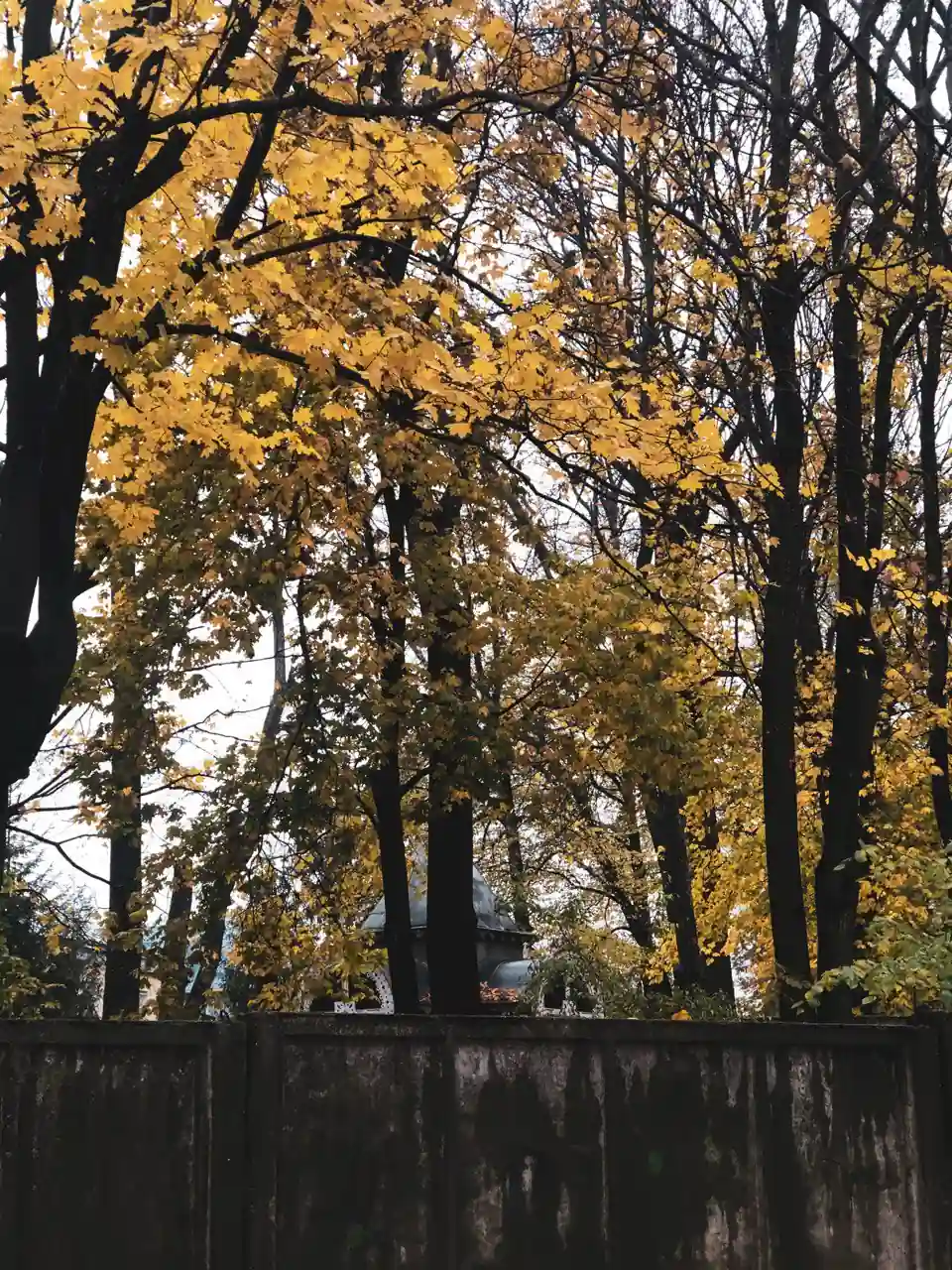 dereva v parku bilia Altanky